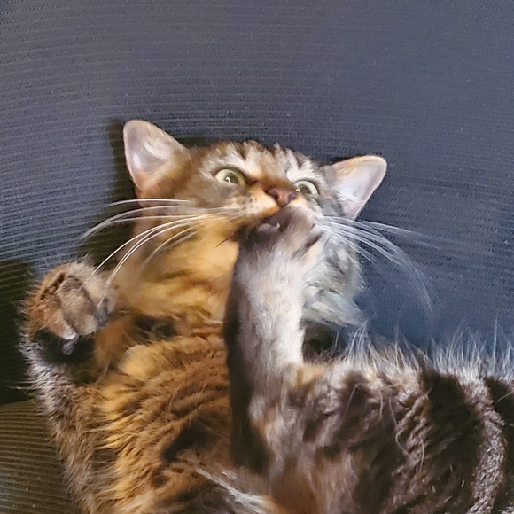 this is Olive!!! - Picture 3 of 4